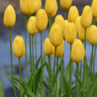 Big Smile Tulip Bulbs