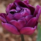 Black Hero Tulip Bulbs