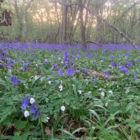 BS Bluebell Bulbs - Woodland (Scilla non-scripta)