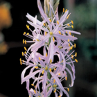 Camassia Cusickii Bulbs