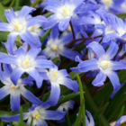 Chionodoxa Luciliae Bulbs