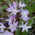 Chionodoxa Forbesii Rosea Bulbs