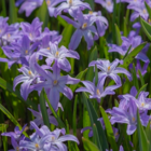 Chionodoxa Luciliae Violet Beauty Bulbs