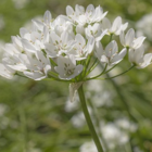 Caeruleum Allium Bulbs