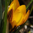 Fuscotinctus Specie Crocus Bulbs