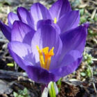 Flower Record Crocus Bulbs