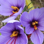 Sativus Saffron Specie Crocus Bulbs