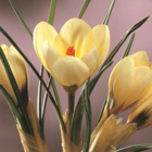 Cream Beauty Specie Crocus Bulbs