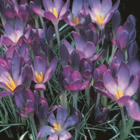 Whitewell Purple Specie Crocus Bulbs