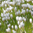 Ard Schenk Specie Crocus Bulbs