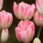 Flaming Purissima Tulip Bulbs