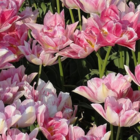 Foxtrot Tulip Bulbs