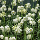 Alba Fritillaria Meleagris Bulbs