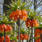 Aurora Imperialis Fritillaria Bulbs