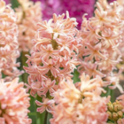 Gipsy Queen Hyacinth Bulbs