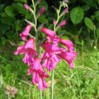 Gladioli byzantinius Bulbs