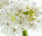Graceful Beauty Allium Bulbs