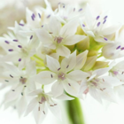 Graceful Beauty Allium Bulbs