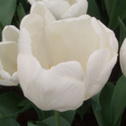 Hakuun Tulip Bulbs
