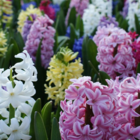 Mixed Hyacinth Bulbs