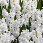 Carnegie White Hyacinth Bulbs