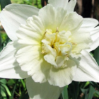 Ice King Daffodil Bulbs