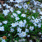 Ipheion Wisley Blue Bulbs