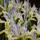 Reticulata Painted Lady Iris Bulbs