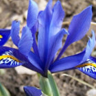 Reticulata (Dwarf) Iris Bulbs