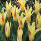 Johann Strauss Tulip Bulbs