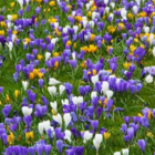 Mixed Specie Crocus Bulbs