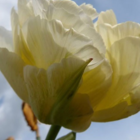 Mondial Tulip Bulbs