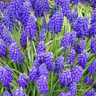 Armeniacum Muscari Bulbs