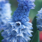 Azureum Muscari Bulbs