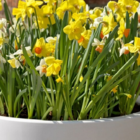 Mixed Species Narcissi Bulbs