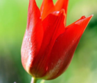 Pieter de Leur Tulip Bulbs