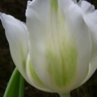 Purissima White Emperor Tulip Bulbs