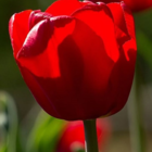 Red Impression Tulip Bulbs