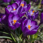 Remembrance Crocus Bulbs