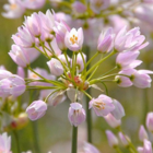 Roseum Allium Bulbs