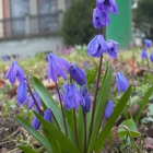 Scilla Siberica Bulbs