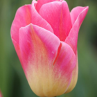 Tom Pouce Tulip Bulbs