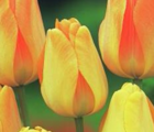 Daydream Tulip Bulbs