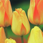 Daydream Tulip Bulbs
