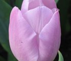 Candy Prince Tulip Bulbs