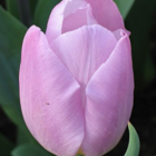 Candy Prince Tulip Bulbs