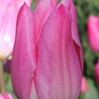 Christmas Dream Tulip Bulbs