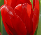 Ile de France Tulip Bulbs