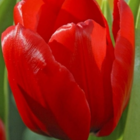 Ile de France Tulip Bulbs