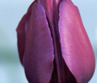 Negrita Tulip Bulbs
